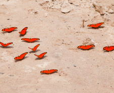 Ilhas, trilhas e praias cristalinas formam as belezas do Rio Paraná.Icaraíma - Foto: Ari Dias/AEN