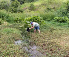  A Secretaria Municipal de Agricultura, Turismo e Meio Ambiente, com o apoio do Instituto de Desenvolvimento Rural do Paraná – Iapar-Emater e outros parceiros, está capturando alevinos de lambari no Lago do Parque Verde Vida e soltando em locais de proliferação do mosquito identificados pela Secretaria Municipal da Saúde. Os alevinos se alimentam das larvas, evitando que elas cheguem à fase adulta.Foto:Leandro Mello/Prefeitura de Barbosa Ferraz