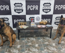 Polícia Civil registra aumento de 14% na apreensão de drogas