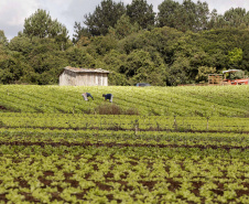 A determinação do Governo do Estado de que, mesmo com a situação criada pela pandemia do coronavírus, não apenas está mantida a compra de alimentos da agricultura familiar, como o volume será ampliado com aporte extra de R$ 20 milhões, animou as associações e cooperativas de produtores, que veem nisso a possibilidade de manutenção dos planos para seus negócios. Foto:Arnaldo Alves/AEN