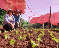 Com um uma propriedade de seis hectares em Janiópolis, na região Centro-Oeste do Paraná, os produtores rurais Valdirene e Mário Mataran, que trabalharam com bovinocultura de leite e olericultura, tinham dificuldade em aumentar a renda