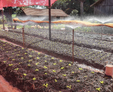 Com um uma propriedade de seis hectares em Janiópolis, na região Centro-Oeste do Paraná, os produtores rurais Valdirene e Mário Mataran, que trabalharam com bovinocultura de leite e olericultura, tinham dificuldade em aumentar a renda