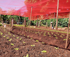 Com um uma propriedade de seis hectares em Janiópolis, na região Centro-Oeste do Paraná, os produtores rurais Valdirene e Mário Mataran, que trabalharam com bovinocultura de leite e olericultura, tinham dificuldade em aumentar a renda
