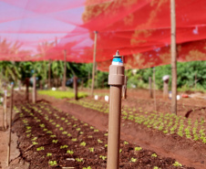 Com um uma propriedade de seis hectares em Janiópolis, na região Centro-Oeste do Paraná, os produtores rurais Valdirene e Mário Mataran, que trabalharam com bovinocultura de leite e olericultura, tinham dificuldade em aumentar a renda