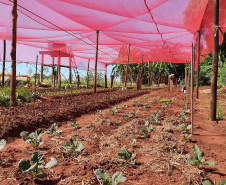 Com um uma propriedade de seis hectares em Janiópolis, na região Centro-Oeste do Paraná, os produtores rurais Valdirene e Mário Mataran, que trabalharam com bovinocultura de leite e olericultura, tinham dificuldade em aumentar a renda