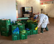 Muitos agricultores mudaram os hábitos de trabalho no campo devido à pandemia do coronavírus e passaram a adotar medidas adicionais de segurança. Um dos locais em que isso aconteceu é Centenário do Sul, no norte do Paraná, onde se estabeleceu uma parceria entre a Associação dos Pequenos Produtores de Centenário do Sul, a prefeitura e técnicos do Instituto de Desenvolvimento Rural do Paraná Iapar-Emater (IDR-Paraná).
 Foto:SEAB