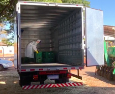 Muitos agricultores mudaram os hábitos de trabalho no campo devido à pandemia do coronavírus e passaram a adotar medidas adicionais de segurança. Um dos locais em que isso aconteceu é Centenário do Sul, no norte do Paraná, onde se estabeleceu uma parceria entre a Associação dos Pequenos Produtores de Centenário do Sul, a prefeitura e técnicos do Instituto de Desenvolvimento Rural do Paraná Iapar-Emater (IDR-Paraná).
 Foto:SEAB