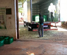 Muitos agricultores mudaram os hábitos de trabalho no campo devido à pandemia do coronavírus e passaram a adotar medidas adicionais de segurança. Um dos locais em que isso aconteceu é Centenário do Sul, no norte do Paraná, onde se estabeleceu uma parceria entre a Associação dos Pequenos Produtores de Centenário do Sul, a prefeitura e técnicos do Instituto de Desenvolvimento Rural do Paraná Iapar-Emater (IDR-Paraná).
 Foto:SEAB