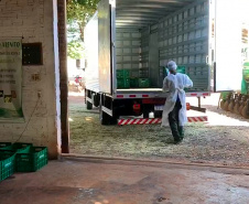Muitos agricultores mudaram os hábitos de trabalho no campo devido à pandemia do coronavírus e passaram a adotar medidas adicionais de segurança. Um dos locais em que isso aconteceu é Centenário do Sul, no norte do Paraná, onde se estabeleceu uma parceria entre a Associação dos Pequenos Produtores de Centenário do Sul, a prefeitura e técnicos do Instituto de Desenvolvimento Rural do Paraná Iapar-Emater (IDR-Paraná).
 Foto:SEAB