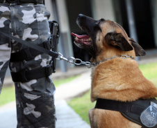 Lótus, Kira e Loba viveram uma grande história na Companhia de Operações com Cães (COC) do Batalhão de Operações Especiais (BOPE) ao longo de quase 9 anos de atividade