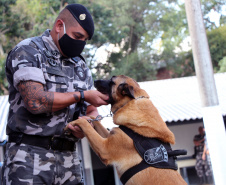 Lótus, Kira e Loba viveram uma grande história na Companhia de Operações com Cães (COC) do Batalhão de Operações Especiais (BOPE) ao longo de quase 9 anos de atividade