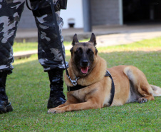 Lótus, Kira e Loba viveram uma grande história na Companhia de Operações com Cães (COC) do Batalhão de Operações Especiais (BOPE) ao longo de quase 9 anos de atividade