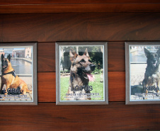 Lótus, Kira e Loba viveram uma grande história na Companhia de Operações com Cães (COC) do Batalhão de Operações Especiais (BOPE) ao longo de quase 9 anos de atividade
