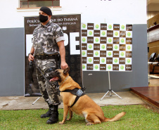 Lótus, Kira e Loba viveram uma grande história na Companhia de Operações com Cães (COC) do Batalhão de Operações Especiais (BOPE) ao longo de quase 9 anos de atividade