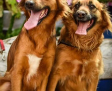 Com o objetivo de ajudar a área de proteção animal, também prejudicada pela pandemia da Covid-19, o Governo do Estado e entidades vão realizar em 23 de maio, a partir das 19 horas, o Leilão Pró-animal. Todo o recurso angariado será destinado à compra de ração para entidades de proteção animal. Os itens leiloados estarão disponíveis no site http://www.hkleiloes.com.br.Foto: ADAC Chopinzinho