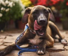 Com o objetivo de ajudar a área de proteção animal, também prejudicada pela pandemia da Covid-19, o Governo do Estado e entidades vão realizar em 23 de maio, a partir das 19 horas, o Leilão Pró-animal. Todo o recurso angariado será destinado à compra de ração para entidades de proteção animal. Os itens leiloados estarão disponíveis no site http://www.hkleiloes.com.br.Foto: ADAC Chopinzinho