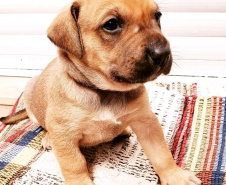 Com o objetivo de ajudar a área de proteção animal, também prejudicada pela pandemia da Covid-19, o Governo do Estado e entidades vão realizar em 23 de maio, a partir das 19 horas, o Leilão Pró-animal. Todo o recurso angariado será destinado à compra de ração para entidades de proteção animal. Os itens leiloados estarão disponíveis no site http://www.hkleiloes.com.br.Foto: ONG Amiigo Animal. - Curitiba