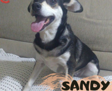 Foto: ONG Amiigo Animal. - Curitiba