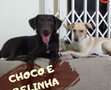 Com o objetivo de ajudar a área de proteção animal, também prejudicada pela pandemia da Covid-19, o Governo do Estado e entidades vão realizar em 23 de maio, a partir das 19 horas, o Leilão Pró-animal. Todo o recurso angariado será destinado à compra de ração para entidades de proteção animal. Os itens leiloados estarão disponíveis no site http://www.hkleiloes.com.br.Foto: ONG Amiigo Animal. - Curitiba