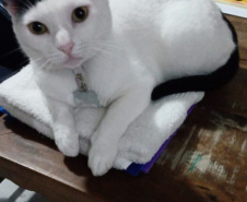 Foto: ONG Amiigo Animal. - Curitiba