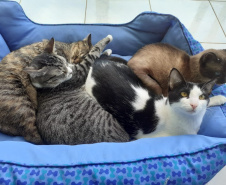Com o objetivo de ajudar a área de proteção animal, também prejudicada pela pandemia da Covid-19, o Governo do Estado e entidades vão realizar em 23 de maio, a partir das 19 horas, o Leilão Pró-animal. Todo o recurso angariado será destinado à compra de ração para entidades de proteção animal. Os itens leiloados estarão disponíveis no site http://www.hkleiloes.com.br.Foto: ONG Amiigo Animal. - Curitiba