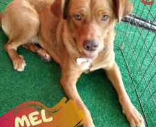 Com o objetivo de ajudar a área de proteção animal, também prejudicada pela pandemia da Covid-19, o Governo do Estado e entidades vão realizar em 23 de maio, a partir das 19 horas, o Leilão Pró-animal. Todo o recurso angariado será destinado à compra de ração para entidades de proteção animal. Os itens leiloados estarão disponíveis no site http://www.hkleiloes.com.br.Foto: ONG Amiigo Animal. - Curitiba
