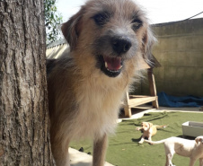 Com o objetivo de ajudar a área de proteção animal, também prejudicada pela pandemia da Covid-19, o Governo do Estado e entidades vão realizar em 23 de maio, a partir das 19 horas, o Leilão Pró-animal. Todo o recurso angariado será destinado à compra de ração para entidades de proteção animal. Os itens leiloados estarão disponíveis no site http://www.hkleiloes.com.br.Foto: ONG Amiigo Animal. - Curitiba
