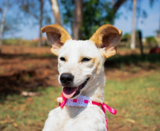 Com o objetivo de ajudar a área de proteção animal, também prejudicada pela pandemia da Covid-19, o Governo do Estado e entidades vão realizar em 23 de maio, a partir das 19 horas, o Leilão Pró-animal. Todo o recurso angariado será destinado à compra de ração para entidades de proteção animal. Os itens leiloados estarão disponíveis no site http://www.hkleiloes.com.br.Foto: ONG Bicho Bom - Terra Rica
