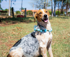 Com o objetivo de ajudar a área de proteção animal, também prejudicada pela pandemia da Covid-19, o Governo do Estado e entidades vão realizar em 23 de maio, a partir das 19 horas, o Leilão Pró-animal. Todo o recurso angariado será destinado à compra de ração para entidades de proteção animal. Os itens leiloados estarão disponíveis no site http://www.hkleiloes.com.br.Foto: ONG Bicho Bom - Terra Rica