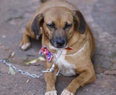 Com o objetivo de ajudar a área de proteção animal, também prejudicada pela pandemia da Covid-19, o Governo do Estado e entidades vão realizar em 23 de maio, a partir das 19 horas, o Leilão Pró-animal. Todo o recurso angariado será destinado à compra de ração para entidades de proteção animal. Os itens leiloados estarão disponíveis no site http://www.hkleiloes.com.br.Foto: ONG Bicho Bom - Terra Rica