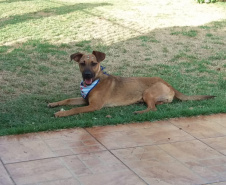 Com o objetivo de ajudar a área de proteção animal, também prejudicada pela pandemia da Covid-19, o Governo do Estado e entidades vão realizar em 23 de maio, a partir das 19 horas, o Leilão Pró-animal. Todo o recurso angariado será destinado à compra de ração para entidades de proteção animal. Os itens leiloados estarão disponíveis no site http://www.hkleiloes.com.br.Foto: ONG Corbélia Proteção Animal