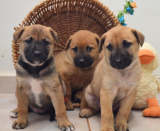 Com o objetivo de ajudar a área de proteção animal, também prejudicada pela pandemia da Covid-19, o Governo do Estado e entidades vão realizar em 23 de maio, a partir das 19 horas, o Leilão Pró-animal. Todo o recurso angariado será destinado à compra de ração para entidades de proteção animal. Os itens leiloados estarão disponíveis no site http://www.hkleiloes.com.br.Foto: ONG Amparo - Marechal Cândido London