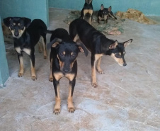 Com o objetivo de ajudar a área de proteção animal, também prejudicada pela pandemia da Covid-19, o Governo do Estado e entidades vão realizar em 23 de maio, a partir das 19 horas, o Leilão Pró-animal. Todo o recurso angariado será destinado à compra de ração para entidades de proteção animal. Os itens leiloados estarão disponíveis no site http://www.hkleiloes.com.br.Foto: ONG Amparo - Marechal Cândido London