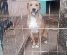 Com o objetivo de ajudar a área de proteção animal, também prejudicada pela pandemia da Covid-19, o Governo do Estado e entidades vão realizar em 23 de maio, a partir das 19 horas, o Leilão Pró-animal. Todo o recurso angariado será destinado à compra de ração para entidades de proteção animal. Os itens leiloados estarão disponíveis no site http://www.hkleiloes.com.br.Foto: ONG Amparo - Marechal Cândido London