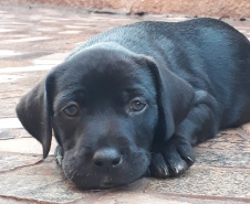 Com o objetivo de ajudar a área de proteção animal, também prejudicada pela pandemia da Covid-19, o Governo do Estado e entidades vão realizar em 23 de maio, a partir das 19 horas, o Leilão Pró-animal. Todo o recurso angariado será destinado à compra de ração para entidades de proteção animal. Os itens leiloados estarão disponíveis no site http://www.hkleiloes.com.br.Foto: ONG SPA - Uraí