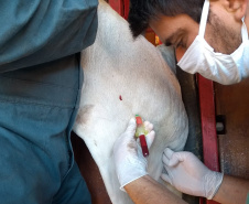 A Agência de Defesa Agropecuária do Paraná (Adapar) iniciou nesta segunda-feira (18) o inquérito soro-epidemiológico do rebanho bovino do Estado. Serão coletadas amostras do sangue de quase 10 mil animais em 330 propriedades rurais. Foto: Adapar