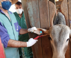 Adapar inicia inquérito epidemiológico da febre aftosa. Foto:Adapar