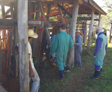 Adapar inicia inquérito epidemiológico da febre aftosa. Foto:Adapar