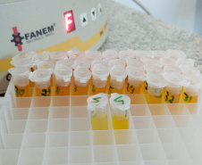 A Agência de Defesa Agropecuária do Paraná (Adapar) iniciou nesta segunda-feira (18) o inquérito soro-epidemiológico do rebanho bovino do Estado. Serão coletadas amostras do sangue de quase 10 mil animais em 330 propriedades rurais. Foto: Adapar