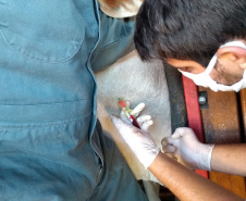 A Agência de Defesa Agropecuária do Paraná (Adapar) iniciou nesta segunda-feira (18) o inquérito soro-epidemiológico do rebanho bovino do Estado. Serão coletadas amostras do sangue de quase 10 mil animais em 330 propriedades rurais. Foto: Adapar