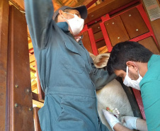 A Agência de Defesa Agropecuária do Paraná (Adapar) iniciou nesta segunda-feira (18) o inquérito soro-epidemiológico do rebanho bovino do Estado. Serão coletadas amostras do sangue de quase 10 mil animais em 330 propriedades rurais. Foto: Adapar