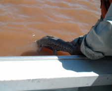 A iniciativa visa proteger as espécies de peixes, em especial as existentes nos corpos hídricos afetados pela seca. O retorno será permitido quando os rios atingirem a cota hídrica para dispersão de cardumes e navegabilidade. Foto: IAP