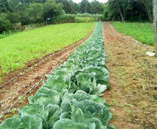 FOTO: IDR Paraná