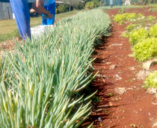 Horta da PIC ganha conceito de reaproveitamento e sustentabilidade. Foto:Depen