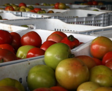  Bancos de Alimentos da Ceasa já distribuiu 970 toneladas neste ano. Foto: Gilson Abreu/AEN