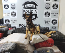 A Polícia Civil do Paraná (PCPR) apreendeu 19% mais maconha nos cinco primeiros meses de 2020 na comparação com o mesmo período do ano passado, em operações da Divisão Estadual de Narcóticos. Neste ano foram apreendidas 13 toneladas, enquanto em 2019 foram apreendidas 10,9 toneladas da droga.
Foto:SESP