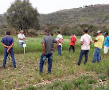 IDR-Paraná incentiva cultivo de pastagens de inverno. Foto;SEAB