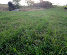 IDR-Paraná incentiva cultivo de pastagens de inverno. Foto;SEAB