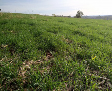 IDR-Paraná incentiva cultivo de pastagens de inverno. Foto;SEAB