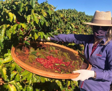 Mulheres do Oeste do Paraná se unem para produzir café especial. Foto:SEAB